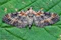 Eupithecia_pulchellata_ck7986s