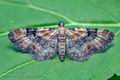 Eupithecia_pulchellata_cm4264s