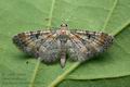 Eupithecia_pyreneata_ct6825s