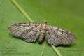 Eupithecia_schiefereri_ja1068s