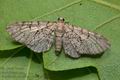 Eupithecia_schiefereri_ja1076s