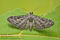 Eupithecia_semigraphata_co8093s