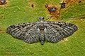 Eupithecia_semigraphata_cy6142s