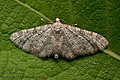 Eupithecia_semigraphata_jc6978s