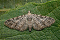 Eupithecia_semigraphata_jd0825s