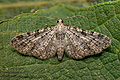 Eupithecia_semigraphata_jd0836s