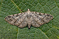 Eupithecia_semigraphata_jd0867s