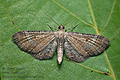 Eupithecia_simpliciata_cx8844s