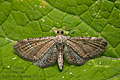 Eupithecia_simpliciata_jf1403s