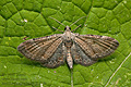 Eupithecia_simpliciata_jf1416s