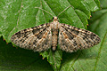 Eupithecia_stertzi_jk8483s