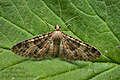 Eupithecia_stertzi_jk8502s