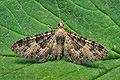 Eupithecia_stertzi_jk8518s