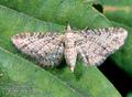 Eupithecia_subumbrata_10774