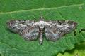 Eupithecia_succenturiata_cn1204s