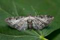 Eupithecia_succenturiata_co0976s