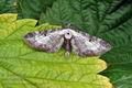 Eupithecia_succenturiata_hy0075