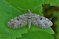 Eupithecia_tantillaria_bn5147