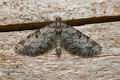 Eupithecia_tantillaria_cb7072s