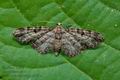 Eupithecia_tantillaria_cs8403s