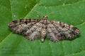 Eupithecia_tantillaria_cs8414s