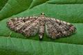 Eupithecia_tantillaria_ct2452s