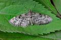 Eupithecia_tantillaria_hz2019