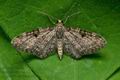 Eupithecia_tantillaria_j3358s