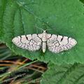 Eupithecia_venosata_bh0882