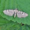 Eupithecia_venosata_bh0885