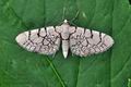 Eupithecia_venosata_bk6080