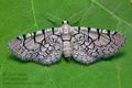 Eupithecia_venosata_cl3290s