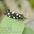 Euplocamus_anthracinalis_ae5712