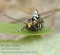 Euplocamus_anthracinalis_ae5722