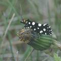 Euplocamus_anthracinalis_ah1253