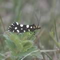 Euplocamus_anthracinalis_ah1262