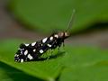 Euplocamus_anthracinalis_ch9245s