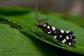 Euplocamus_anthracinalis_ch9440s