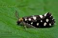 Euplocamus_anthracinalis_ct1739s