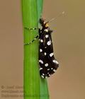 Euplocamus_anthracinalis_ct3471s