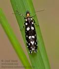 Euplocamus_anthracinalis_ct3479s