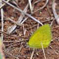 Eurema_brigitta_ba9913