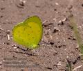 Eurema_brigitta_pa2159726