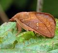 Euthrix_potatoria_al3611