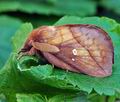 Euthrix_potatoria_hz7835
