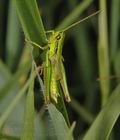 Euthystira_brachyptera_ab5200