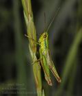 Euthystira_brachyptera_ab5208