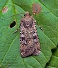Euxoa_canariensis_jk1257s