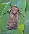 Euxoa_canariensis_jk8094s