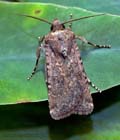 Euxoa_canariensis_jk8104s
